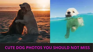 Cute dog photos | Cute puppies images | Dog photos dog pictures | Small dogs playing together | P72