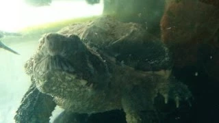 Tortuga Lagarto Comiendo su Alimento