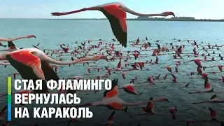 Стая фламинго вернулась на озеро Караколь в Казахстане после зимовки
