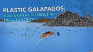 Plastic Galapagos: How New Life Is Sprouting on Ocean Trash | VOA News