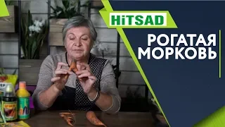 Что Делать если Морковь Рогатая ✔️ Кривая морковь. Почему ‼️ Советы от Хитсад ТВ хитсад медиа