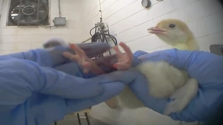 Vea: Video secreto muestra pavos bebés siendo molidos vivos por Butterball