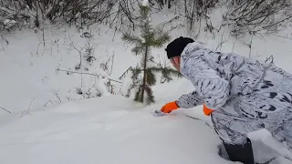 Охота на волка. Мочевая точка / Wolf hunting. Urinary point.