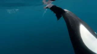 Orcas Caught Slapping Stingray With Tail