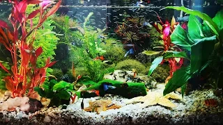 3 HOURS - GUPPY AQUARIUM - RELAX/SLEEP MUSIC - MEDITATION/YOGA - SCREENSAVER