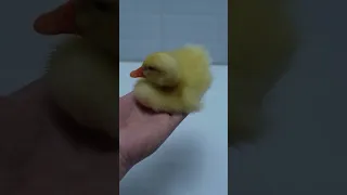 Super cute duckling playing and sleeping in my palm | hot @hot56789 #hot #hot56789cute #shorts