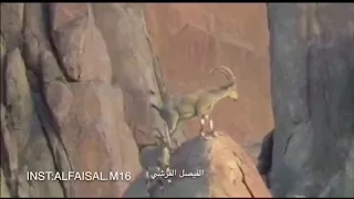 فلم وثائقي للذيب يحاول صيد الوعول.