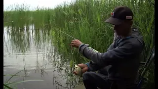 Рыбалка на сельском озере,  рыбалка на поплавок.  Клёв карася на удочку.