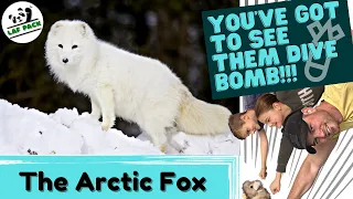 CHILLING Facts About The Arctic Fox | How Does The Snow Fox HUNT | Laf Pack