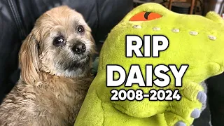 Losing My Best Friend.. *RIP Daisy Our Forever CEO*