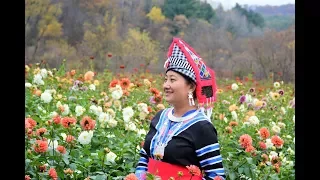 Paj Tshiab | Beautiful Flower Garden | Vaj Paj Zoo Nkauj Heev