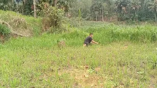 Go weeding for elephant grass and cutting grass for buffalo. @Namhaifamily