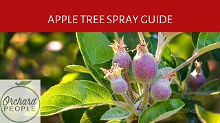 Organic Fruit Tree Spray Schedules and Apple Tree Spray Guide