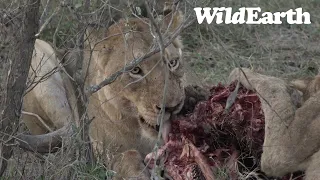 WildEarth - Sunset Safari - 02 Oct 2022