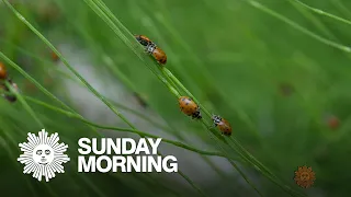 Nature: Ladybugs