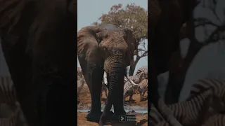 Elephant Sound 🐘🐘