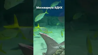 Москвариум на ВДНХ #акула скат акула Москва