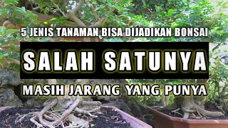 5 Jenis Tanaman Bisa Dijadikan Bonsai, Salah Satunya masih Jarang Yang Punya