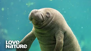 Manatee’s Body Hair Is As Sensitive As Human Fingertips!