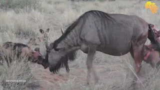 Wild dogs fighting with a wildebeest - NOT for sensitive viewers