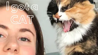 I got a CAT!!! 😸// Pet prep, calico rescue adoption, vet visit, and cat videos