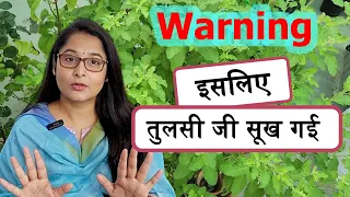 🔴10 MISTAKES WE DO IN TULSI PLANT/ ALL SEASON / तुलसी को सालो हरा भरा रखें / #tulsiplant #gardening