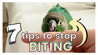 7 TIPS ON HOW TO STOP YOUR BIRD FROM BITING | Why Your Bird Bites You and How to Avoid Getting Bit