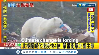 全球暖化衝擊今年特有感...北極圈飆速融冰 暖化速度竟比去年快4倍 北極熊嘴叼紙杯在垃圾堆中覓食震驚世界｜記者 黃語暄｜【國際局勢】20220721｜三立iNEWS