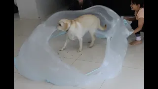 Gaint slime bubble over labrador / super awesome experiment