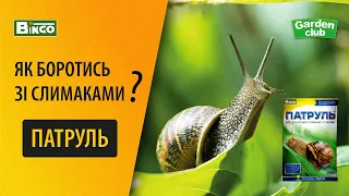 Як боротися зі слимаками? Слизні на капусті, полуниці... Врятуйте врожай від слимаків, дієвий метод.