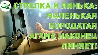 Стрелка и линька: маленькая бородатая агама наконец линяет!