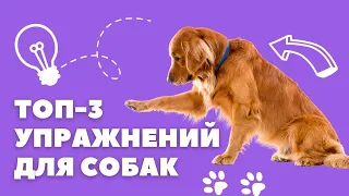 Топ 3 упражнения для собак