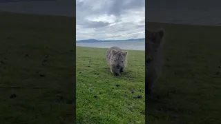 Cute wombat approaches Australian woman and curiously sniffs her phone