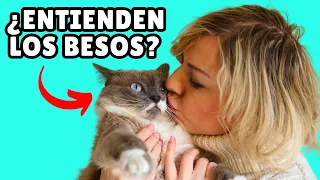 ¿Los gatos entienden los BESOS y los ABRAZOS? 😘 ¿Les gusta?