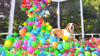 Owner Turns Porch Into Ball Pit for Puppy: Cute Puppy Dog Indie Gets MEGA Ball Pit Surprise w/Maymo