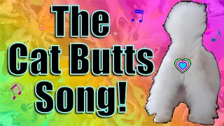 The Cat Butts Song! 😺 Parody of Whiter Shade of Pale - Procol Harum