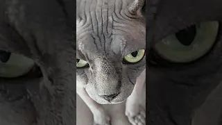 1   Часть История Кошки😾