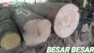 Amazing wood sawmill.PROSES PEMOTONGAN KAYU BESAR...SIMAKAK TERUS GAESS