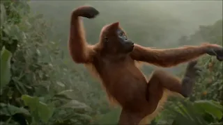 Dancing Orangutan [10 HOURS]