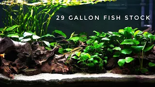 29 Gallon Planted Aquarium Fish Community