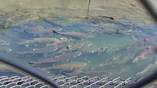 Chinook Salmon- Tumwater Falls Hatchery: Deschutes River, Olympia WA 09/18/2022