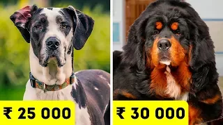 Самые дорогие породы собак в Индии в 2020 году