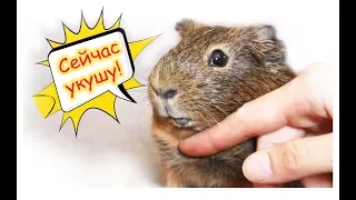 Уход и содержание морских свинок / How to care about guinea pigs