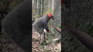 Fransa’ da ağaç kesimi. Coupe d’arbre incroyable France.