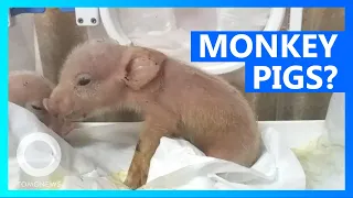 Piglets with monkey DNA born in Chinese lab - TomoNews