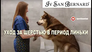 Маламут в линьке. Уход за шерстью косметикой IV SAN BERNARD