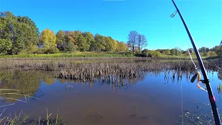 Перевірив Чи Клює Щука Окунь На Озерах. Риболовля на Спінінг