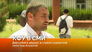 Две собаки держат в страхе курортное село под Алуштой