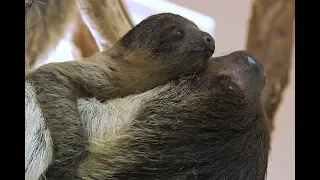 Faultier-Nachwuchs im Tiergarten Schönbrunn