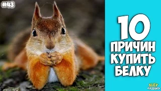 10 Reasons To Buy A Squirrel - Interesting facts!